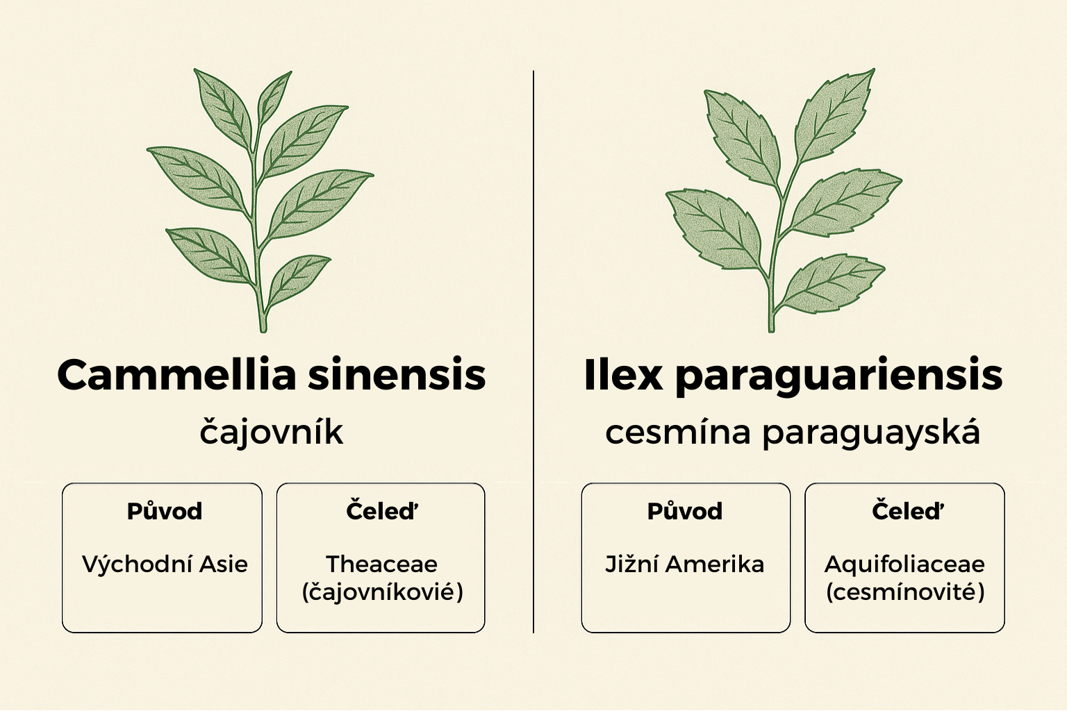 Rozdíl mezi čajem a Yerba Mate